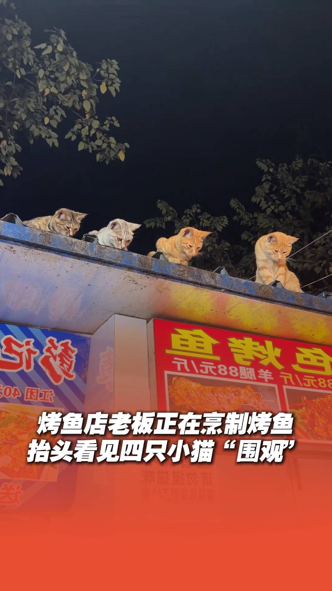 烤鱼店老板烹制烤鱼，抬头看见四只小猫“围观”