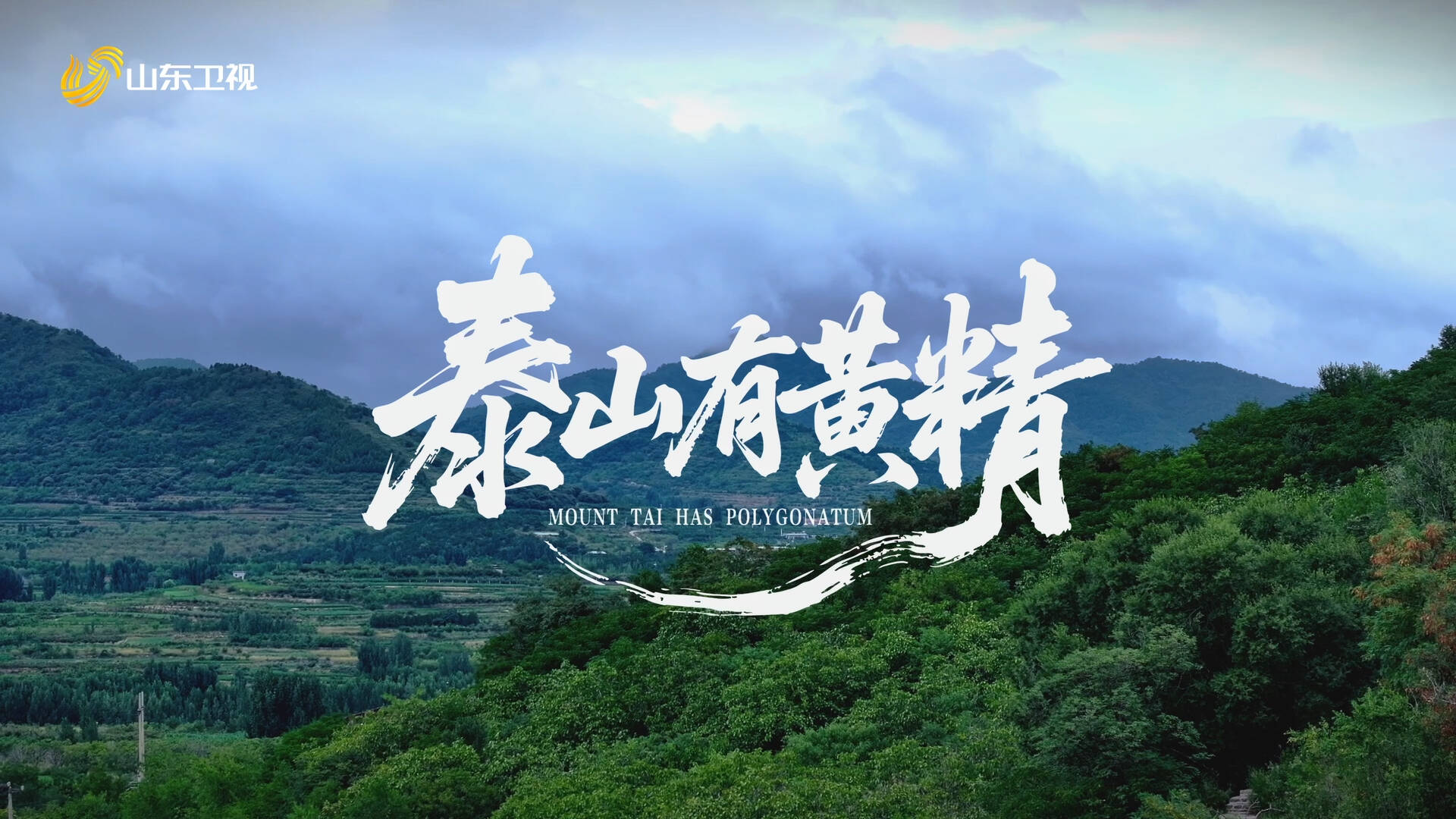 山东卫视纪录片《泰山有黄精》