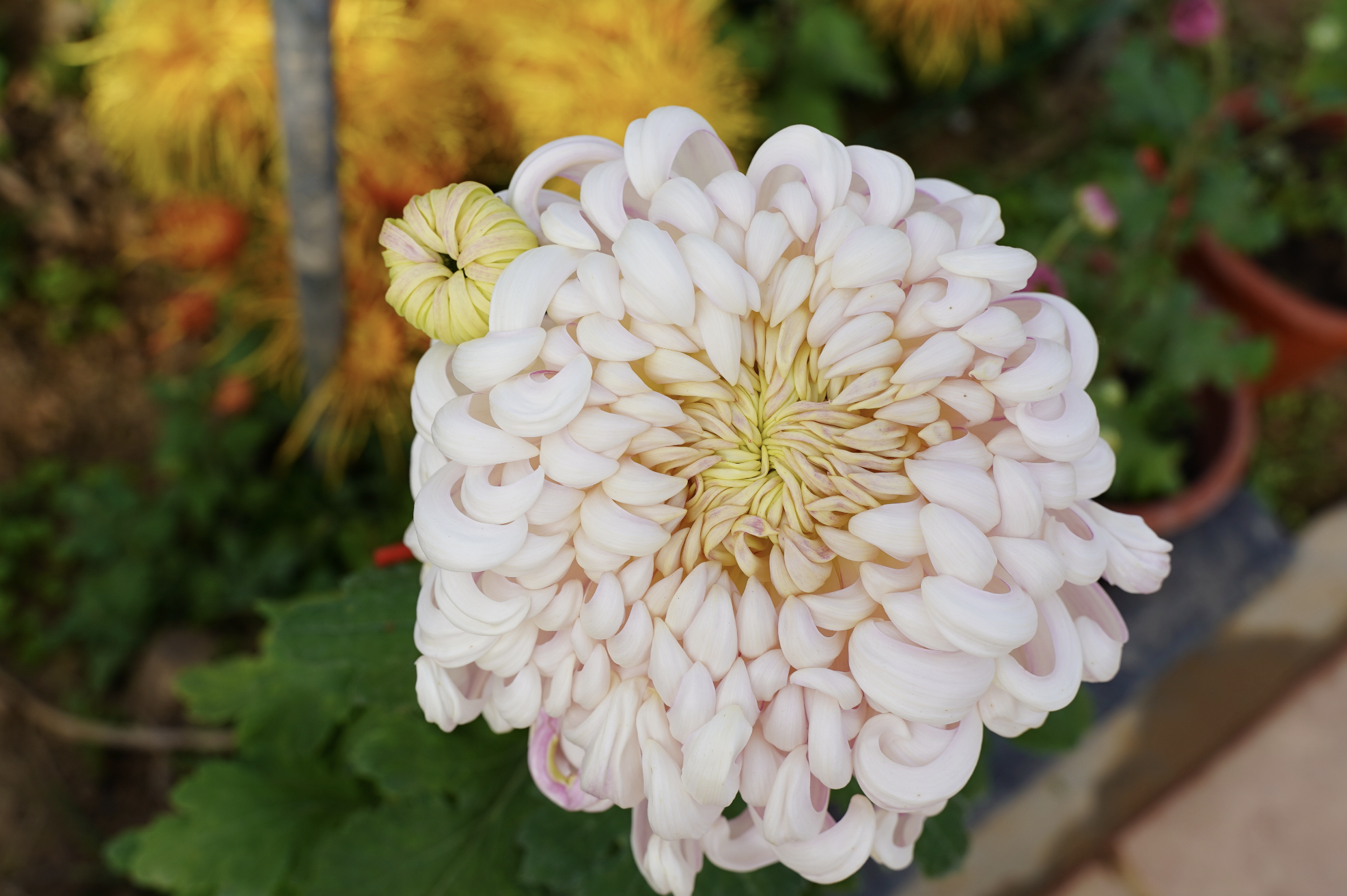 盆王菊花绽放美丽经济济南平阴特色产业聚集再添文旅名片