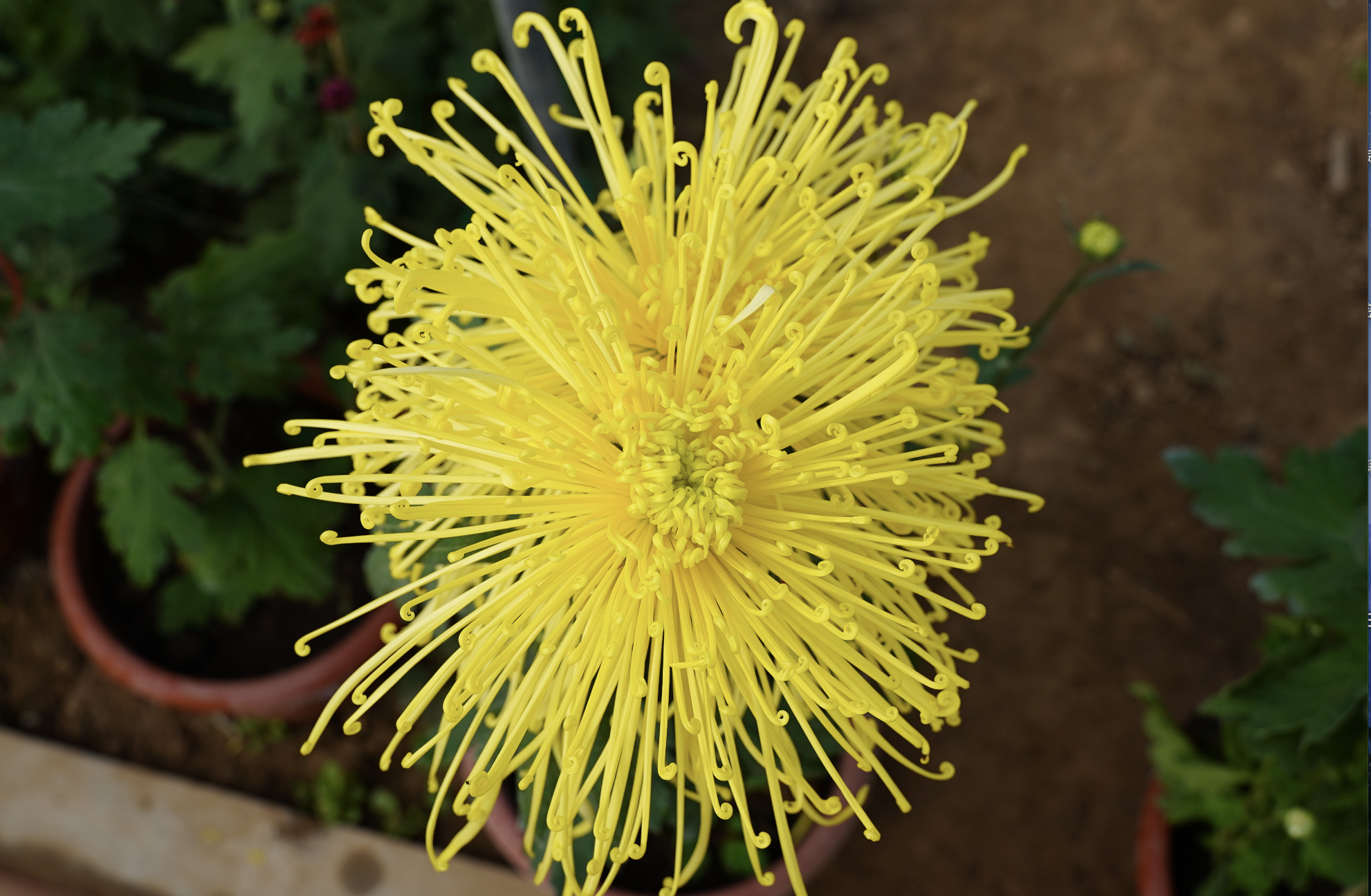 盆王菊花绽放美丽经济济南平阴特色产业聚集再添文旅名片