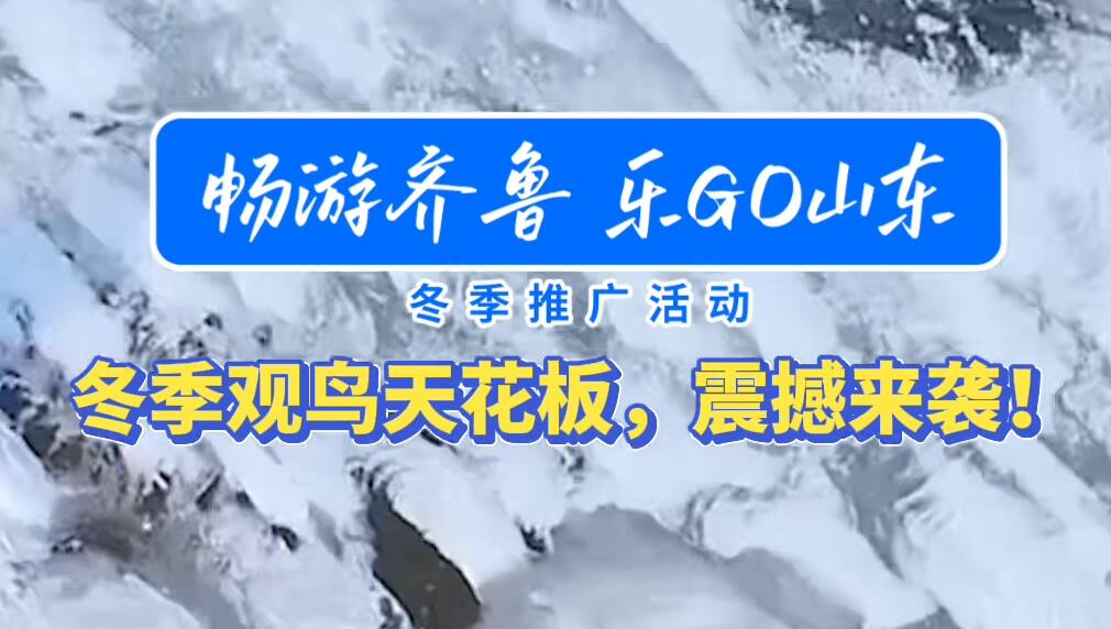 冬季来山东赴一场观鸟盛景，体验山东冬季的生态之美。#畅游齐鲁乐Go山东