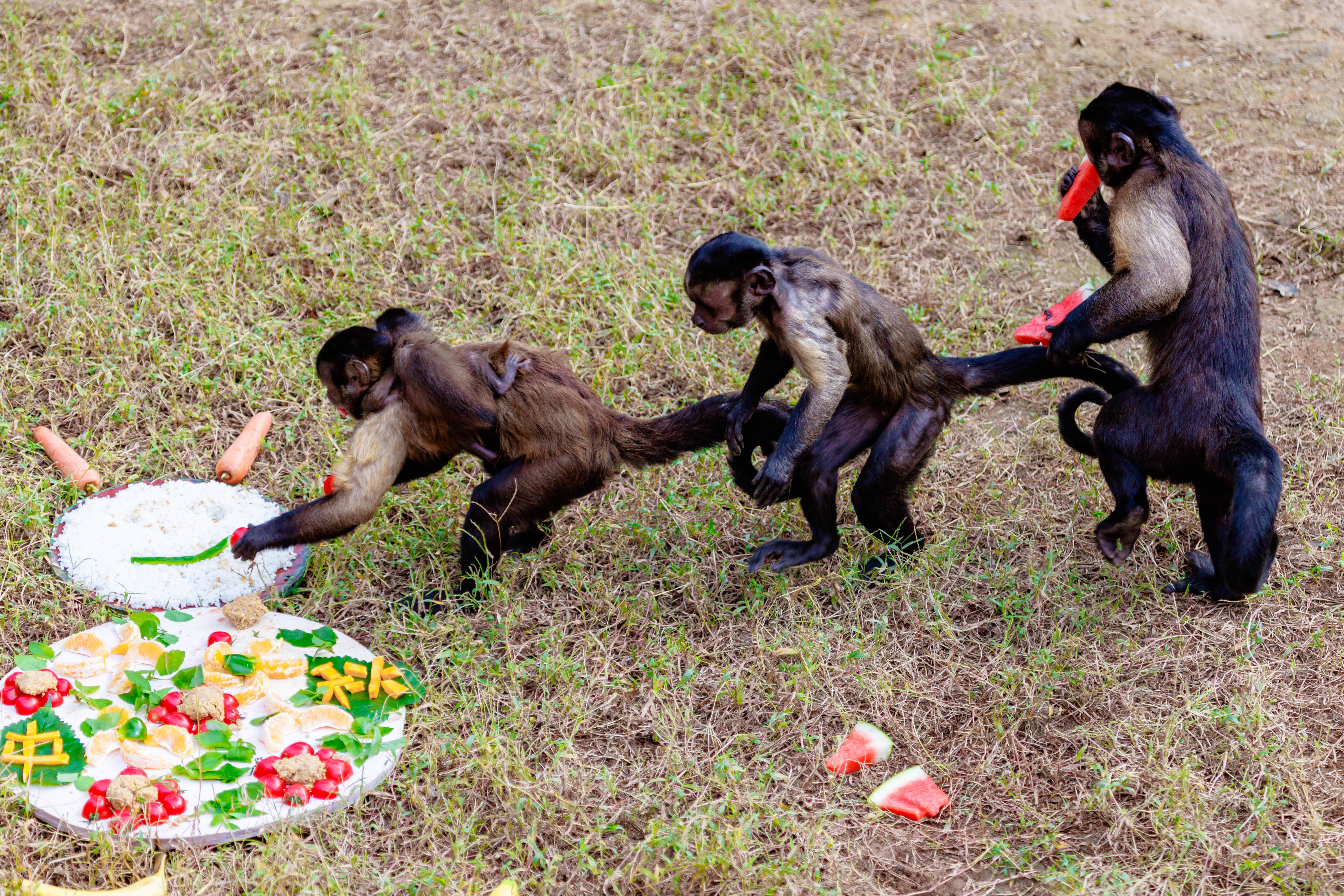 济南野生动物世界花样超多国庆活动杠赛来
