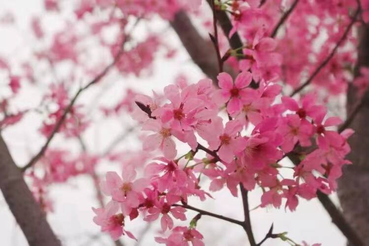 “泉”在濟南過五一｜泉城公園春色滿園百花開，多彩活動等您來！