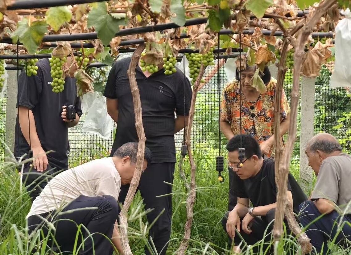 民生無小事|煙臺海陽2畝大棚葡萄死亡 化肥質量引爭議
