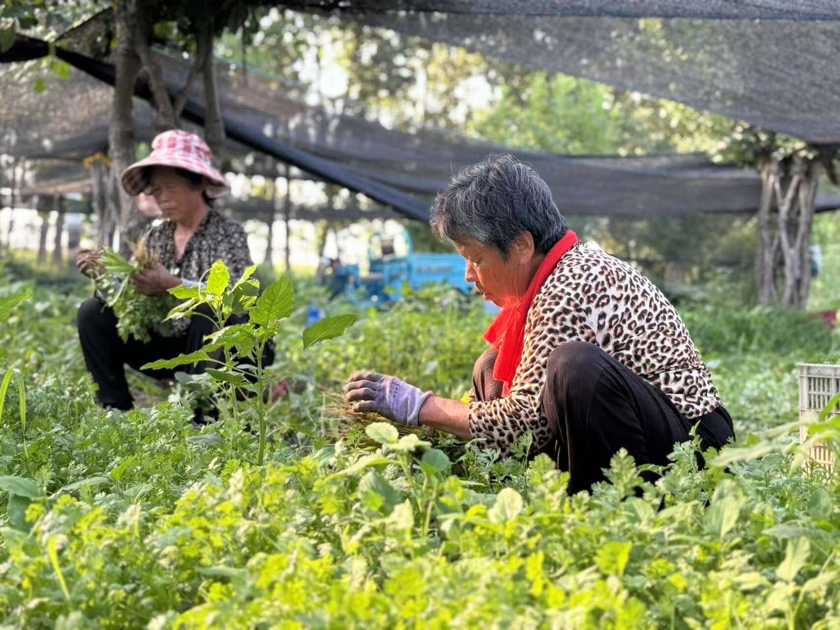 金秋硕果满枝头！聊城经开区蒋官屯街道特色农业拓宽群众增收致富新路径