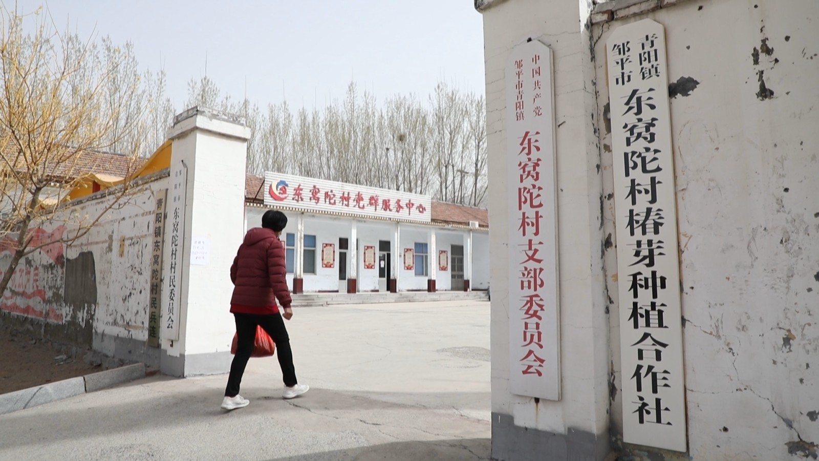 邹平市青阳镇特色种植成为实体强村金钥匙