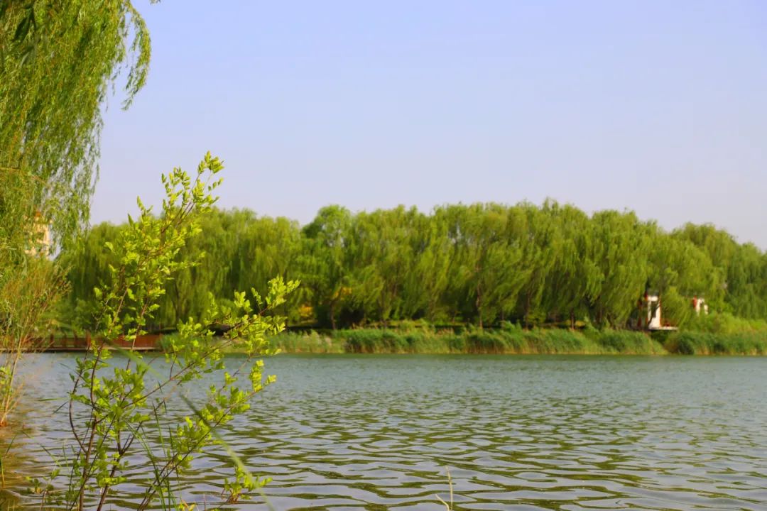 邹平市明集镇邂逅明湖夏日别致风景