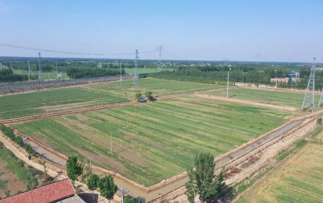台子镇土地普遍盐碱化,尤其是此地块紧邻沉砂池,小麦叶片干枯,泛黄,年