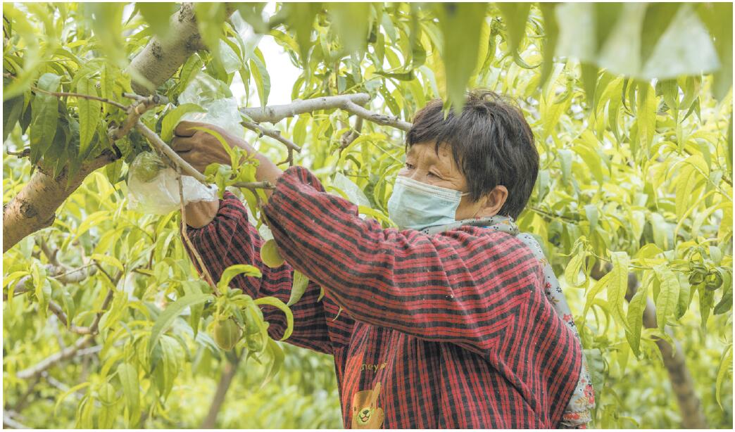 黄山街道:果树套袋 增产增收