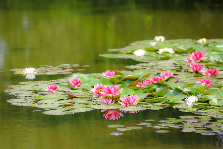 陣陣清風吹過,美麗的睡蓮輕舞花葉,姿態嫵媚,好似凌波仙子,令人賞心