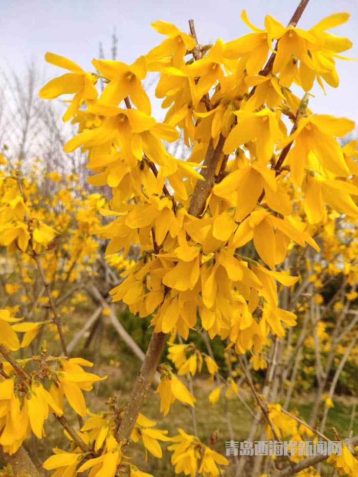 春光爛漫醉遊人 賞花踏青正當時