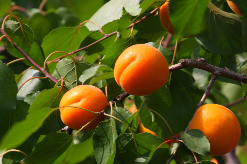 黄泥巷的杏子熟了!正是采摘好时节