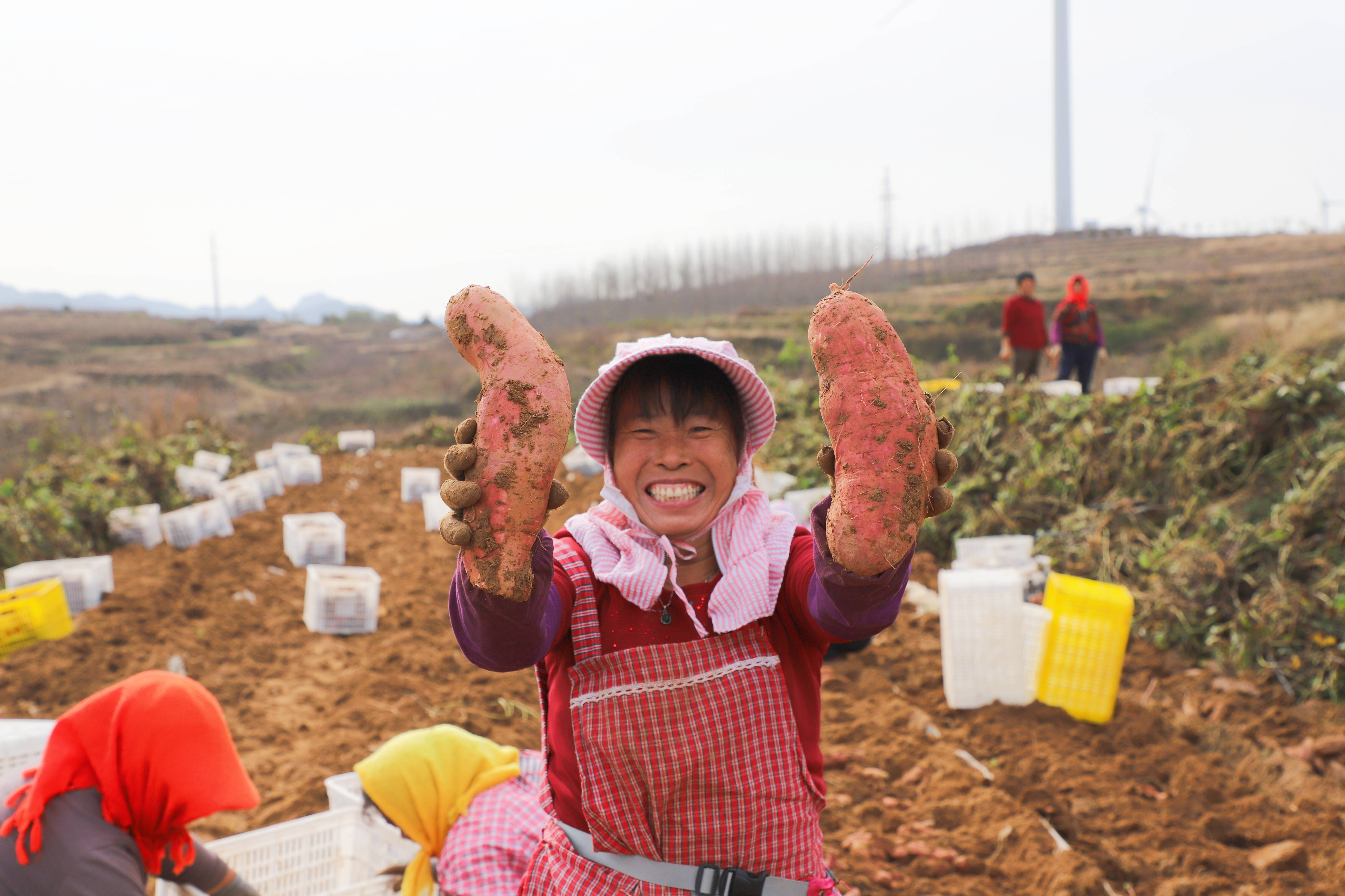 中国农民丰收节 | 今天，让我们一起礼赞丰收--中国摄影家协会网