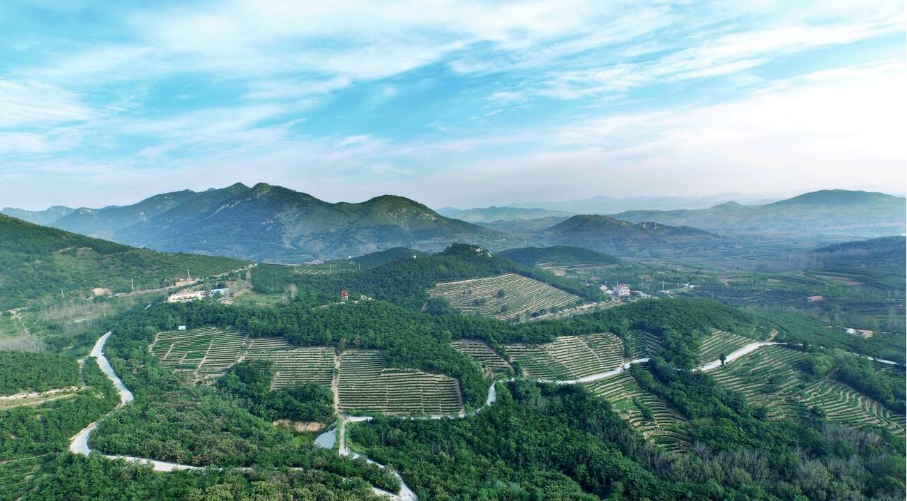 美不胜收海青镇茶山梯田宛若大地指纹