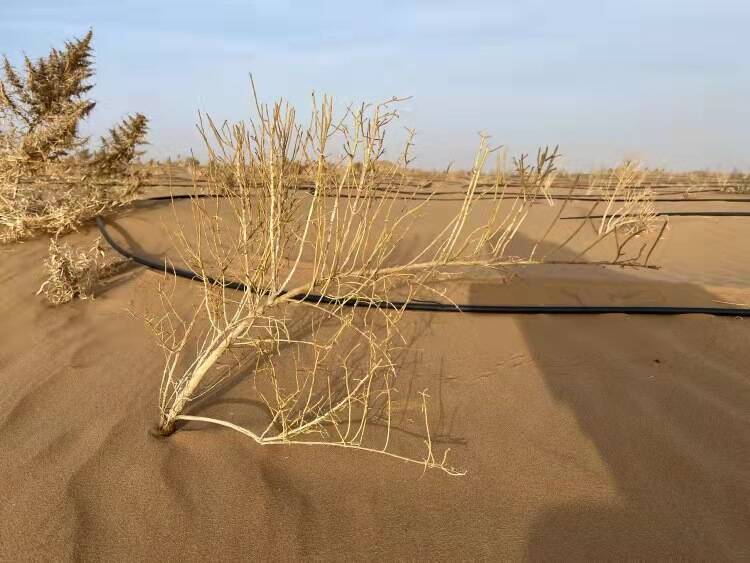 董家口出入境边防检查站干警云种树植绿防风沙