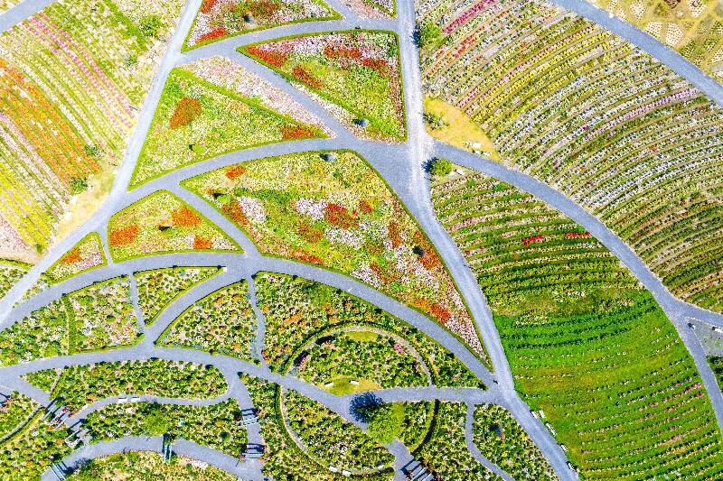 青岛西海岸新区藏马镇一路生花蝶变美丽经济