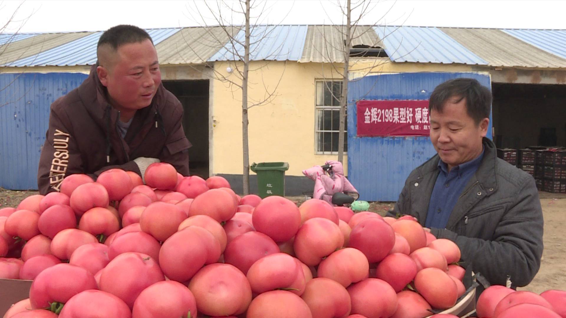 费县胡阳镇西红柿进入集中上市期