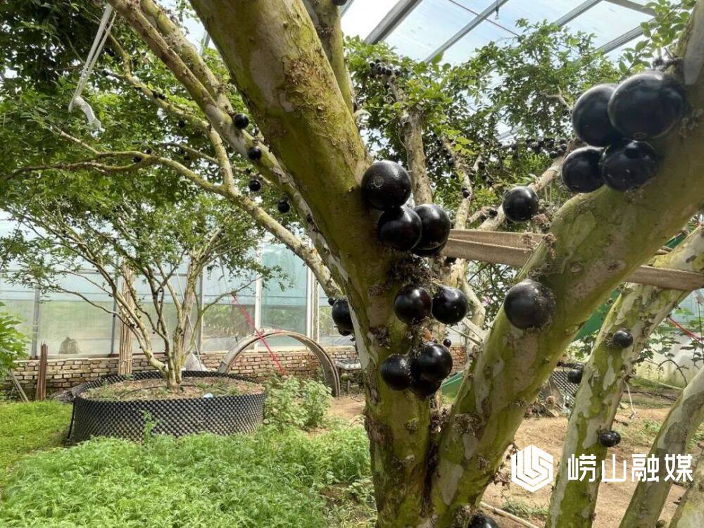 嘉宝果树,并模拟福建气候,控制棚内温度,刻苦钻研种植技术和相关知识