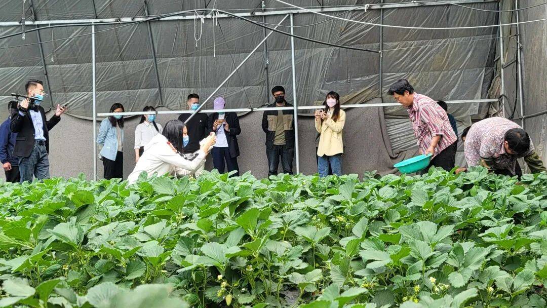 中村草莓園,仙河花海景區,魏家嶺幸福食堂,蝸牛谷等地採訪拍攝