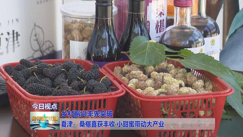 夏津桑葚节2021图片