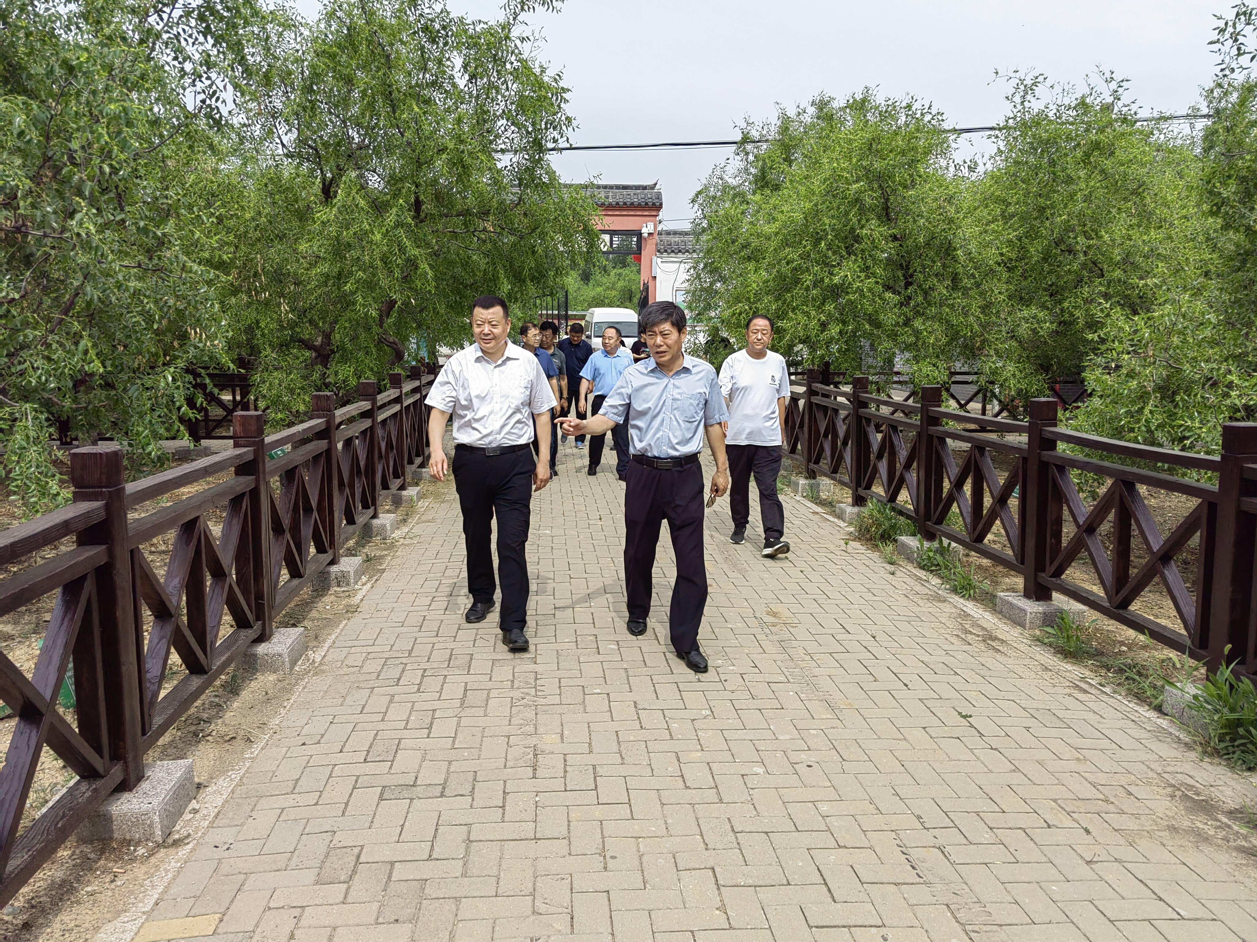 6月22日,市人大常委会副主任吴峰带队开展全市加强枣树生产保护工作