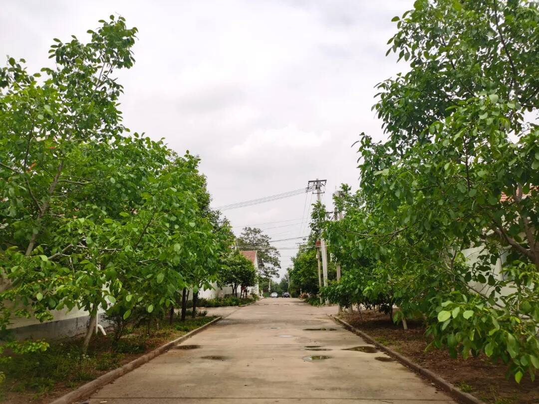 鄌郚镇全域提升全力推进努力绘就绿满乡村美如画的鄌郚新画卷