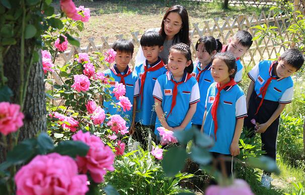 山东省高密市李仙小学的小学生在老师的指导下欣赏月季花.