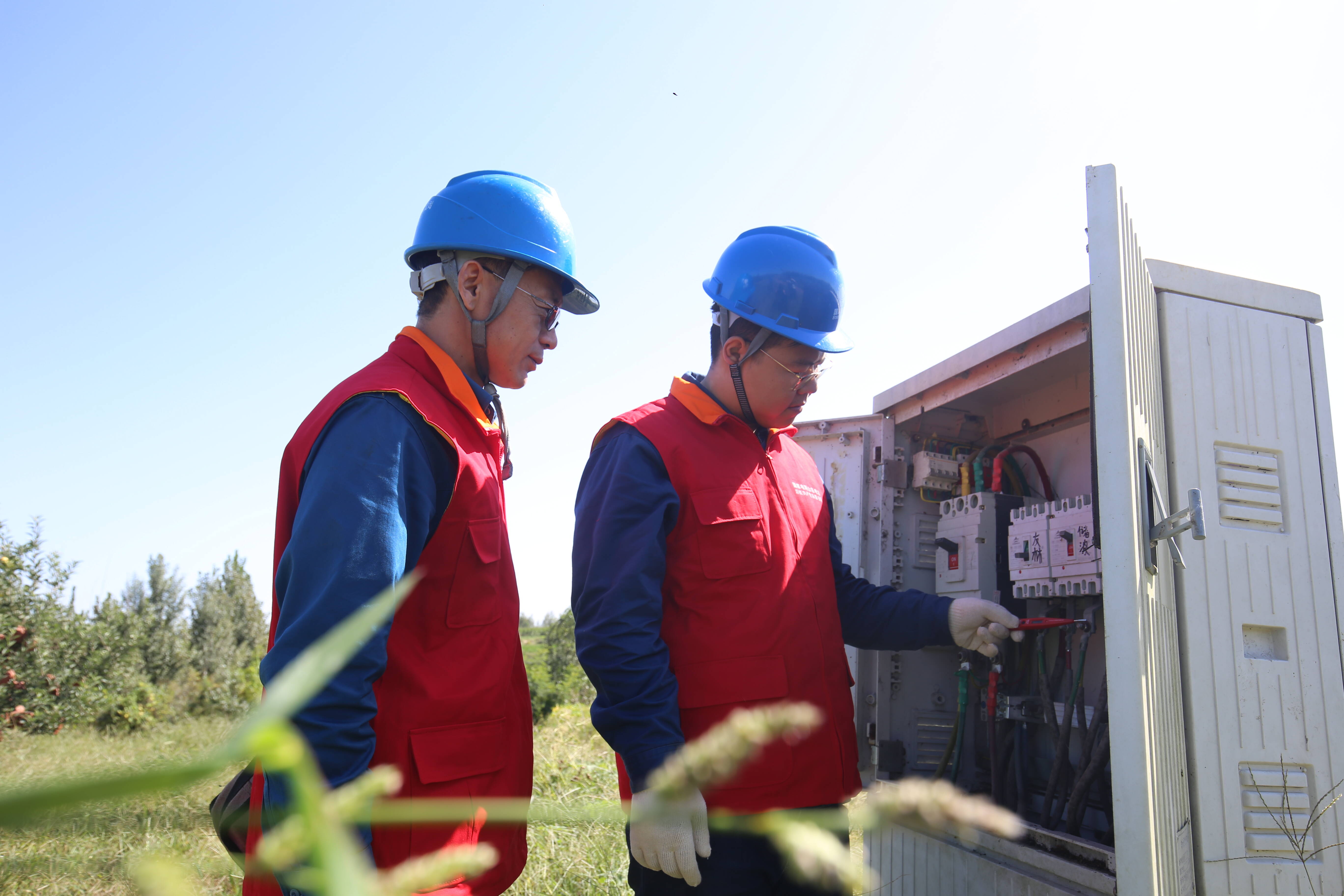 国网高密市供电公司电力服务送梨园酥梨增收又丰产