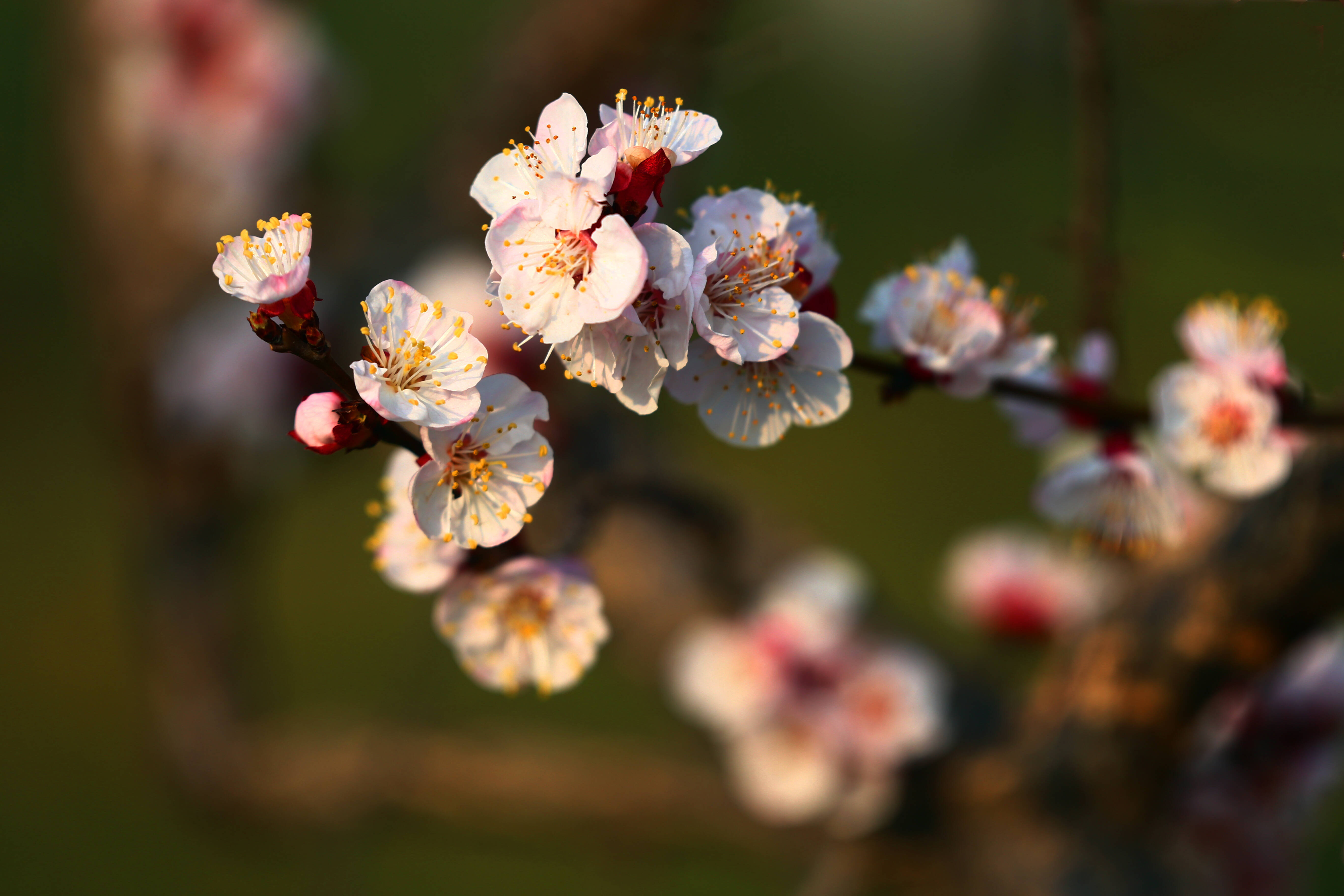 组图丨济南章丘区杏梅花开暖春日百花齐放春意浓