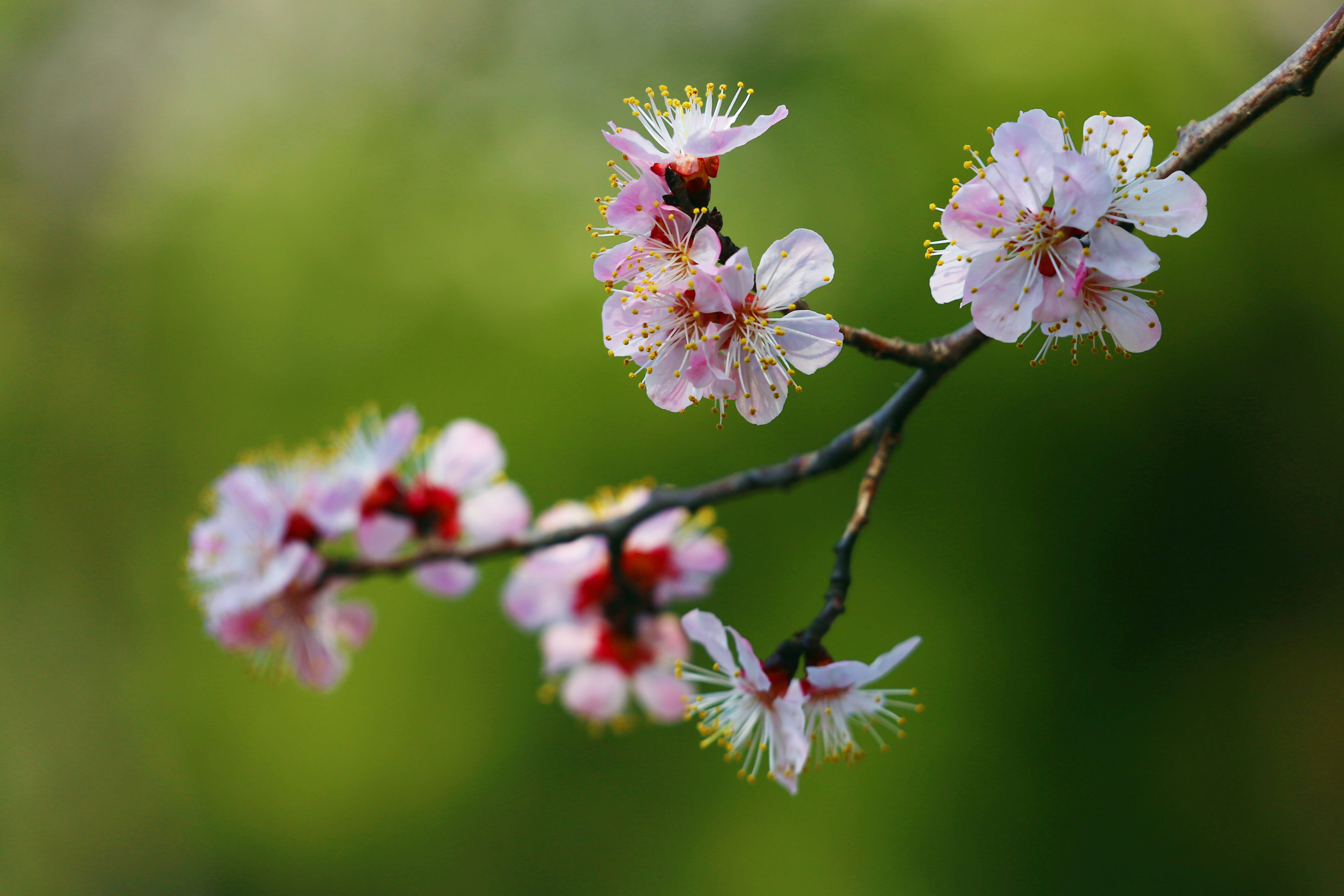 组图丨济南章丘区杏梅花开暖春日百花齐放春意浓