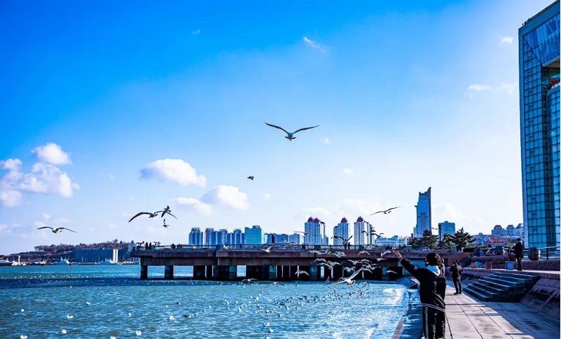 威海市环翠区:千鸥舞春 海滨的别样浪漫
