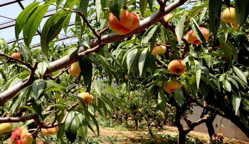 颗颗饱满诱人的蟠桃悬挂在枝头,散发着清甜浓郁的果香,氤氲了整片果园