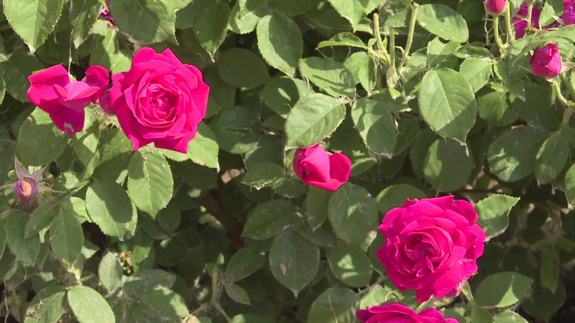 菏泽市定陶区千年曹风汉韵一城玫瑰飘香
