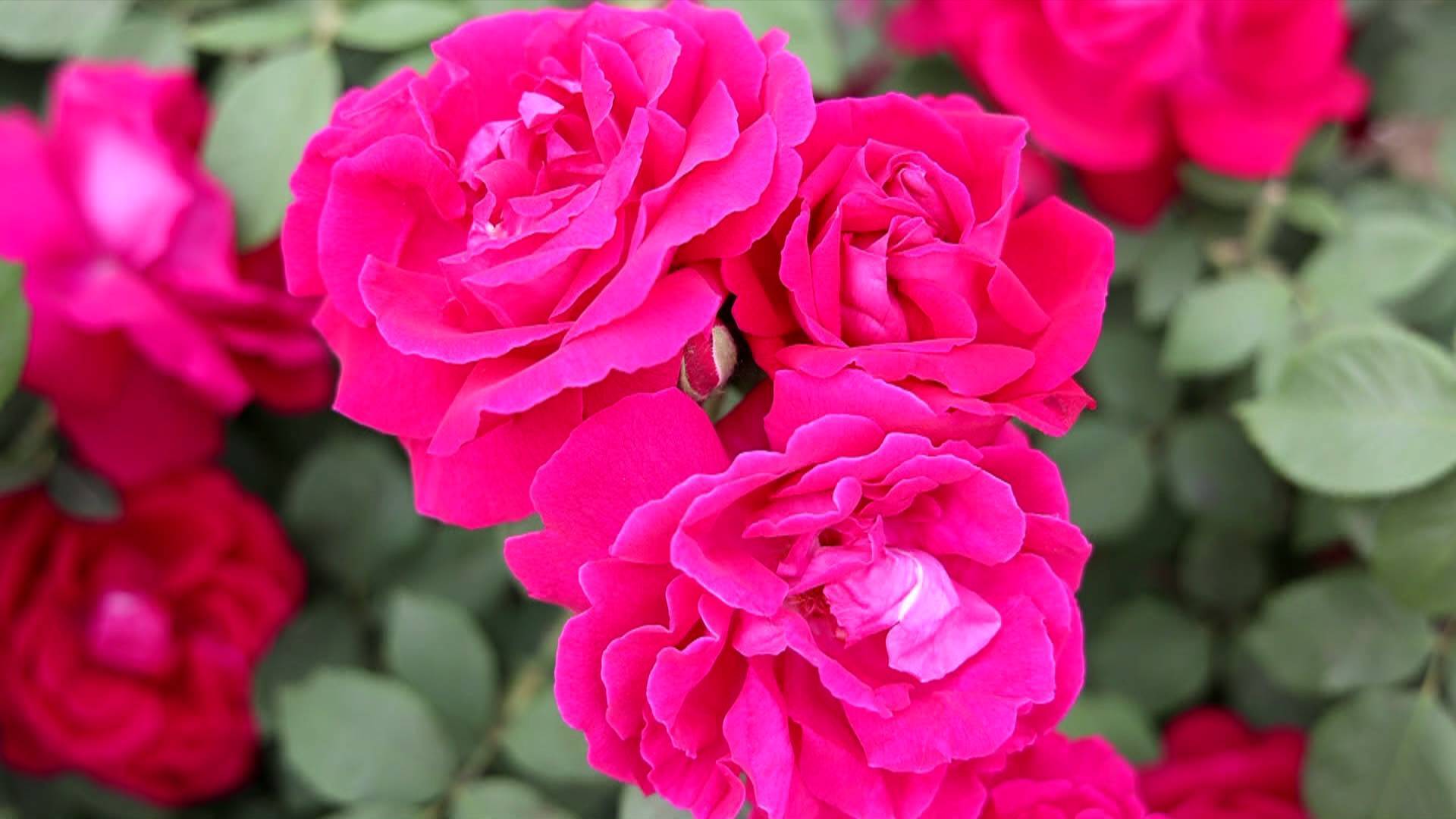 菏泽定陶玫瑰花开惹人来